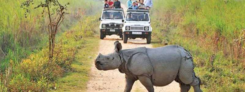 Kaziranga National Park