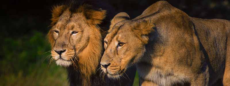 Gir National Park