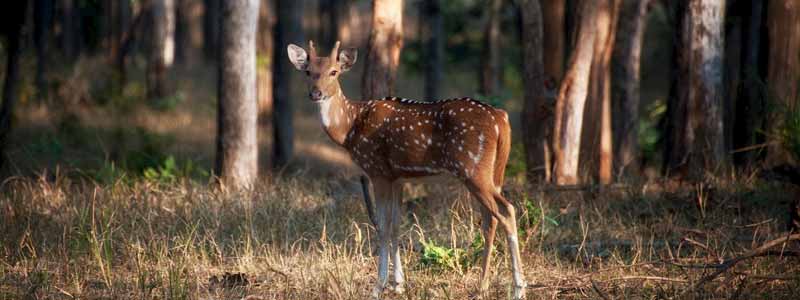 Panna National Park