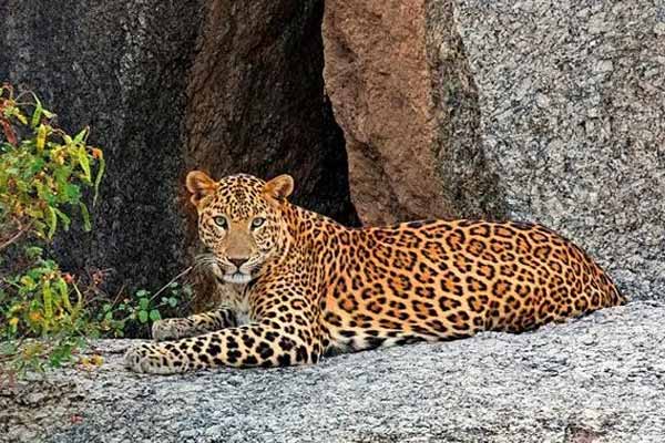 Jawai Tourism: A Guide to the Land of Leopards