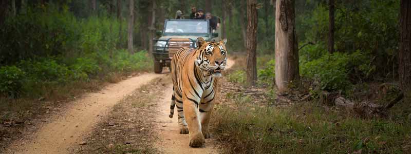 How To Experience Kanha National Park