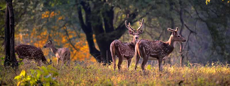 How To Experience Kanha National Park