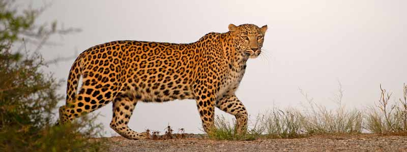 Jawai Tourism: A Guide to the Land of Leopards