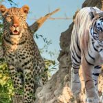 Wildlife Sanctuaries Around Jaipur