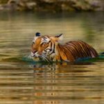 How To Experience Ranthambore National Park