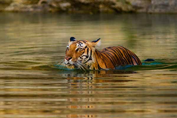 How To Experience Ranthambore National Park