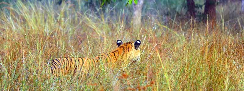 Mukundara Hills Tiger Reserve