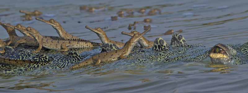 National Chambal Gharial Sanctuary