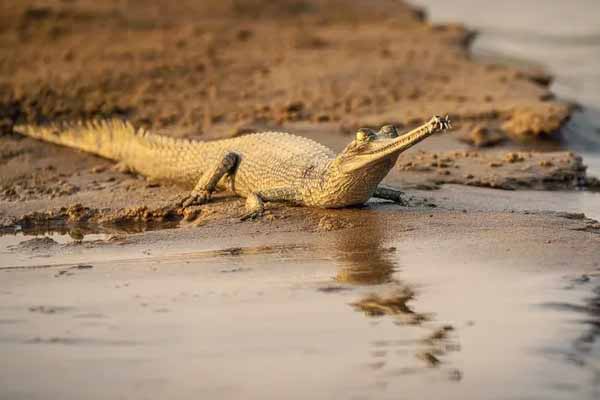 National Chambal Gharial Sanctuary