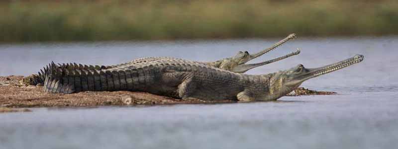 National Chambal Gharial Sanctuary