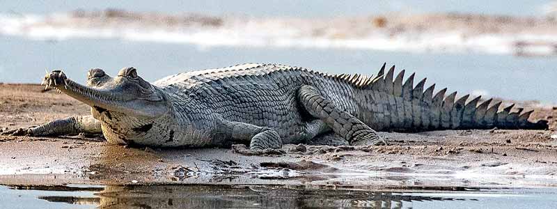 National Chambal Gharial Sanctuary