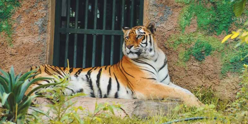 Jaipur Zoo, Zoological Garden Jaipur, Timings, Entry Fee, Safari, Images,  Reviews