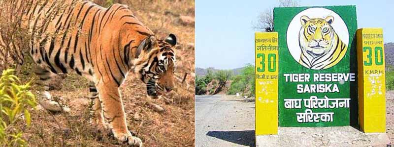 Sariska Wildlife Sanctuary