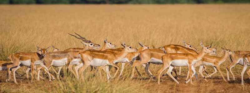 Tal Chhapar Sanctuary