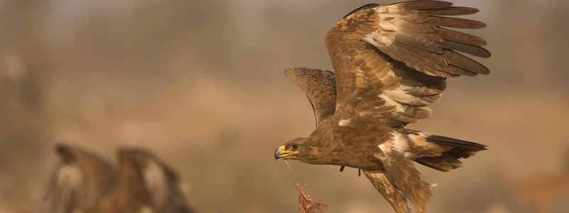 Tal Chhapar Sanctuary