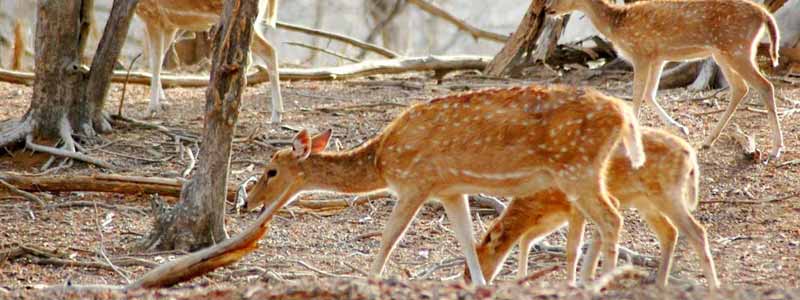 Mount Abu Wildlife Sanctuary