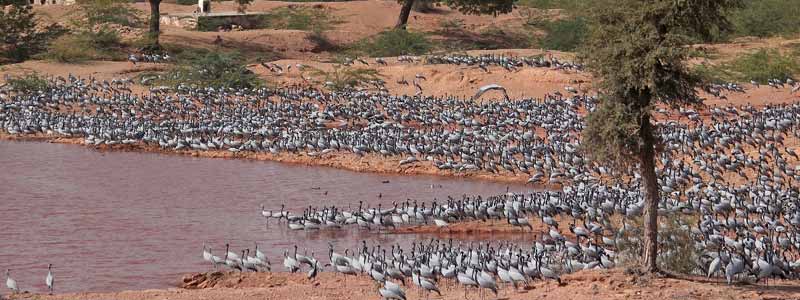 Khichan Bird Sanctuary