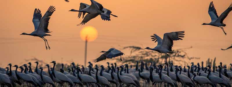 Khichan Bird Sanctuary