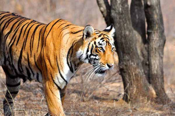 Top 6 Places to visit in Ranthambore