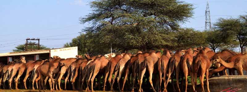 National Research Centre on Camel