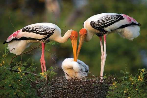 Bharatpur National Park
