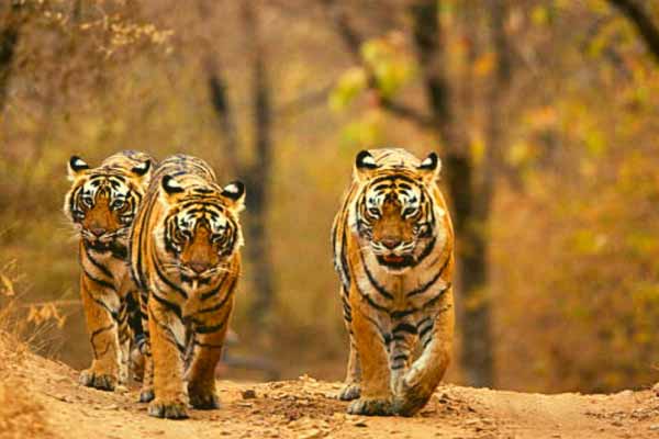 5 Hot Destinations in Ranthambore