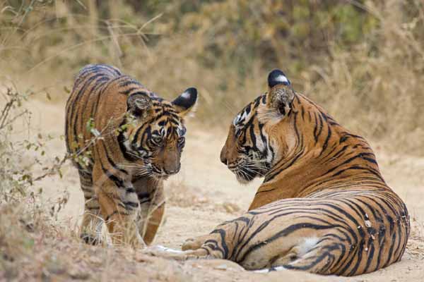Places to see in Ranthambore