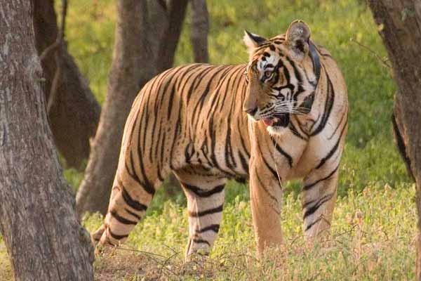 10 Best Offbeat Wildlife Places In Rajasthan