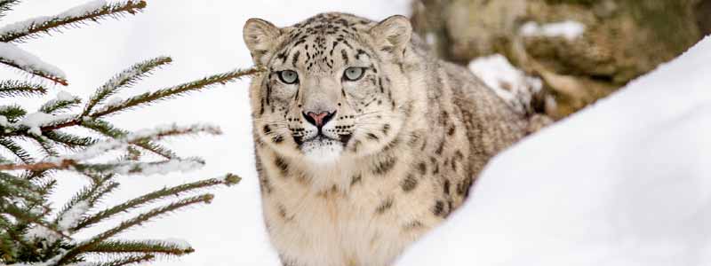 Hemis National Park