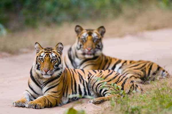 Top 10 Wildlife Destinations in India