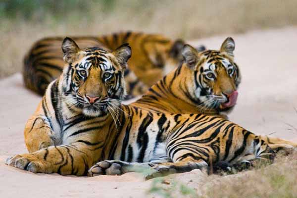Places to Visit in Bandhavgarh