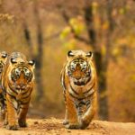 Top 10 Places To Visit In Ranthambore