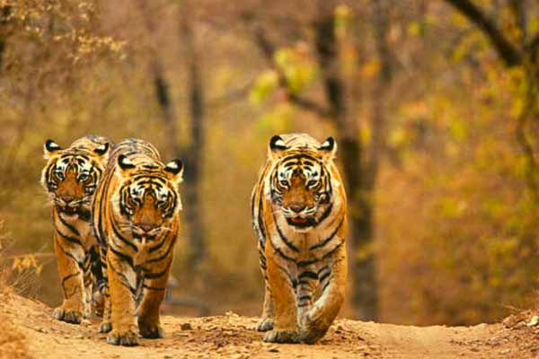 Top 10 Places To Visit In Ranthambore