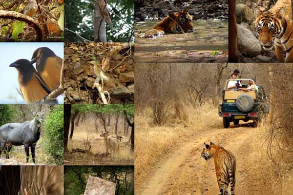 10 Famous National Parks in Rajasthan