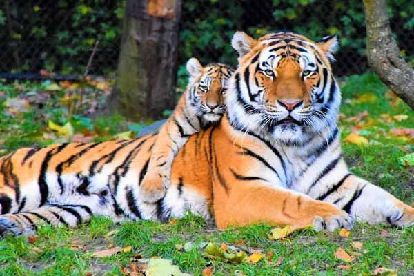 Top 8 National Parks In Rajasthan