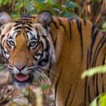 Best Place to See in Bandhavgarh