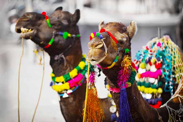 Top 8 Tourist Places to Visit in Pushkar