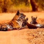 A Visitor’s Guide To Jim Corbett National Park