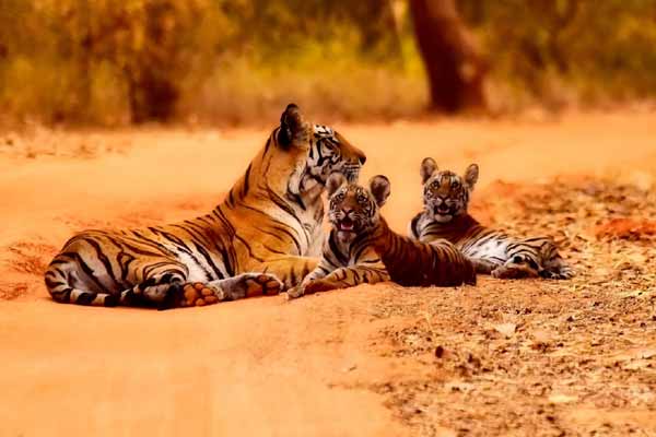 A Visitor’s Guide To Jim Corbett National Park