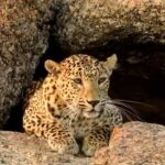 How to Book Online Leopard Safari in Jawai