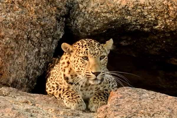 How to Book Online Leopard Safari in Jawai