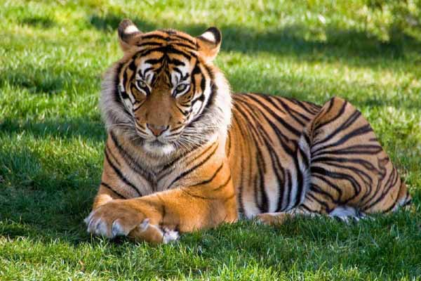 How to Plan Ranthambore