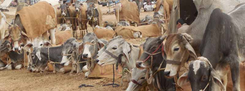 Nagaur Cattle Fair