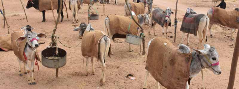 Nagaur Cattle Fair