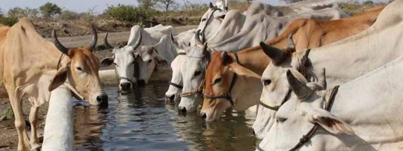 Nagaur Cattle Fair