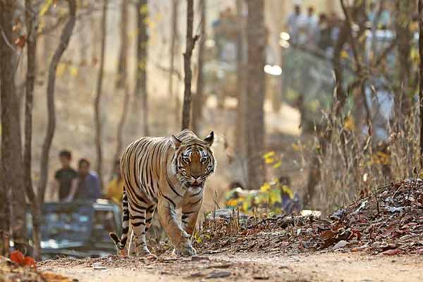 Pench National Park Pench Wildlife Sanctuary Madhya Pradesh