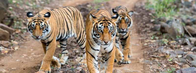 Pench National Park