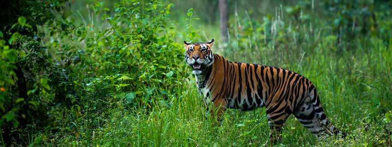 Pench National Park