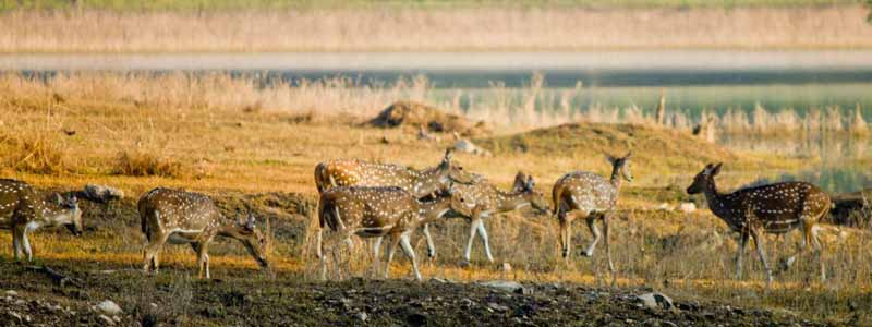 Pench National Park