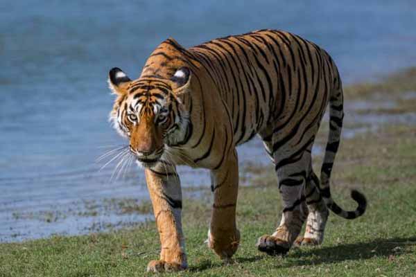 8 Best Safari Destinations in Rajasthan